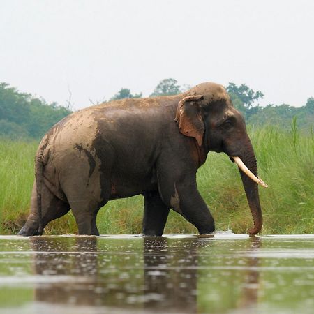 Family House - Bardia National Park Ξενοδοχείο Bardiya Εξωτερικό φωτογραφία