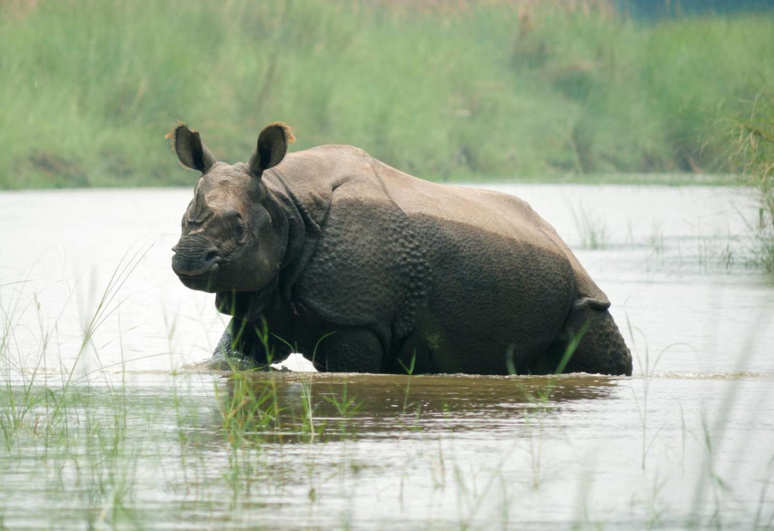 Family House - Bardia National Park Ξενοδοχείο Bardiya Εξωτερικό φωτογραφία