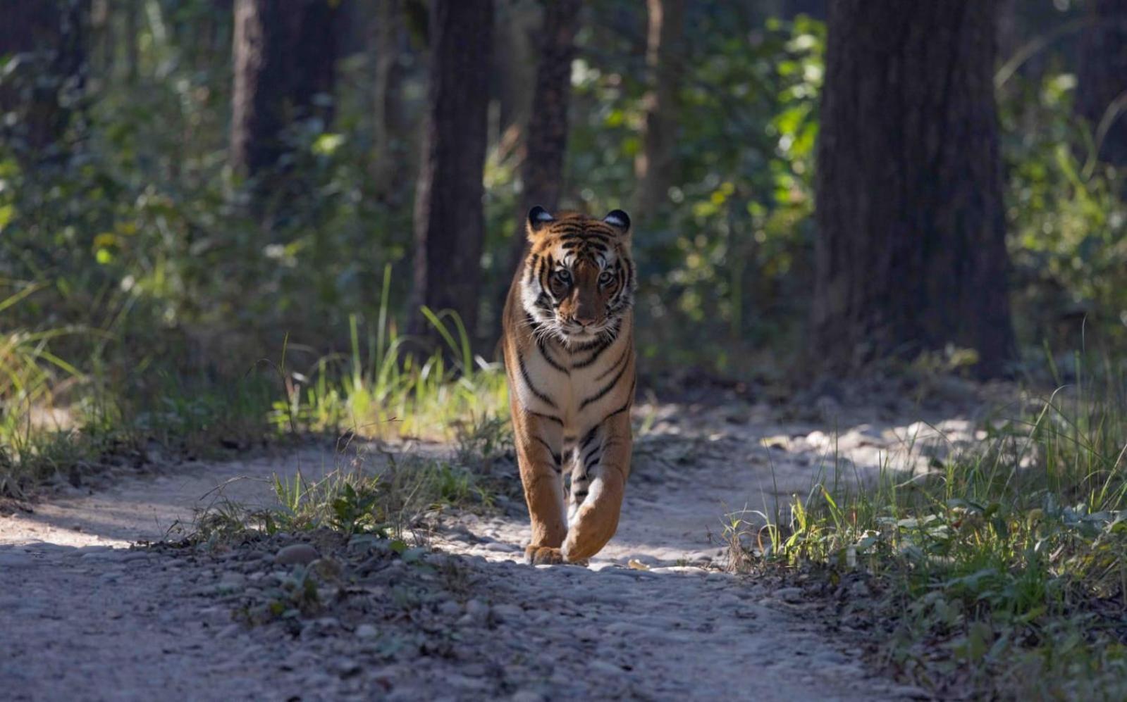 Family House - Bardia National Park Ξενοδοχείο Bardiya Εξωτερικό φωτογραφία