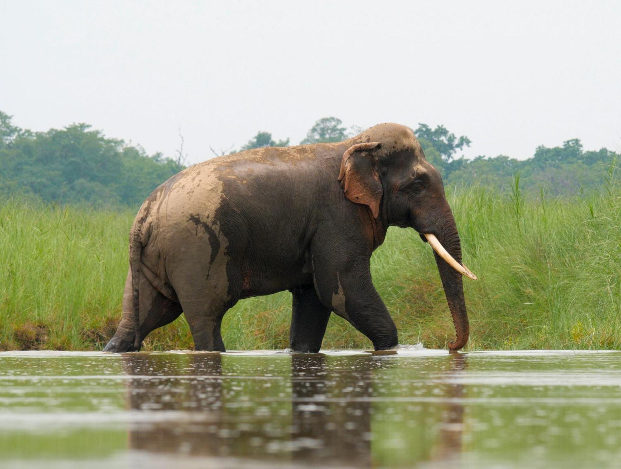 Family House - Bardia National Park Ξενοδοχείο Bardiya Εξωτερικό φωτογραφία